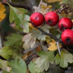 Crataegus monogyna (Hawthorn) at Bruce Ridge - 6 Jun 2016 by PeteWoodall