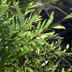 Hakea salicifolia (Willow-leaved Hakea) at Majura, ACT - 25 Aug 2016 by SilkeSma