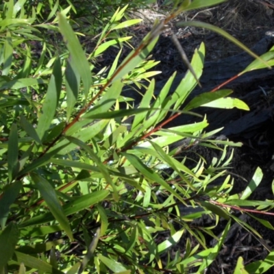 Hakea salicifolia (Willow-leaved Hakea) at Majura, ACT - 25 Aug 2016 by SilkeSma