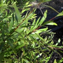 Hakea salicifolia (Willow-leaved Hakea) at Mount Ainslie - 24 Aug 2016 by SilkeSma