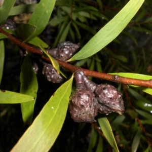 Hakea salicifolia at Majura, ACT - 25 Aug 2016