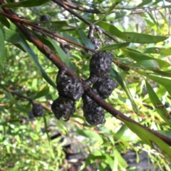 Hakea salicifolia at Majura, ACT - 25 Aug 2016