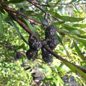 Hakea salicifolia at Majura, ACT - 25 Aug 2016