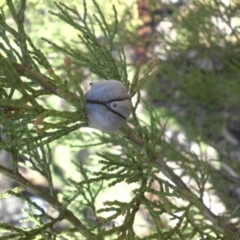 Callitris endlicheri (Black Cypress Pine) at Mount Ainslie - 25 Aug 2016 by SilkeSma