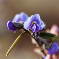 Hovea heterophylla (Common Hovea) at Murrumbateman, NSW - 14 Aug 2016 by SallyandPeter