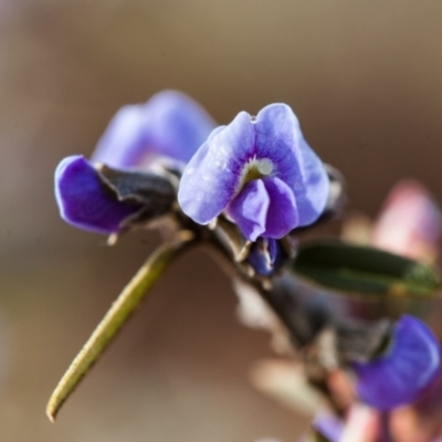 Hovea heterophylla (Common Hovea) at Murrumbateman, NSW - 14 Aug 2016 by SallyandPeter