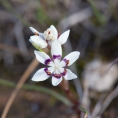 Wurmbea dioica subsp. dioica (Early Nancy) at Murrumbateman, NSW - 21 Aug 2016 by SallyandPeter