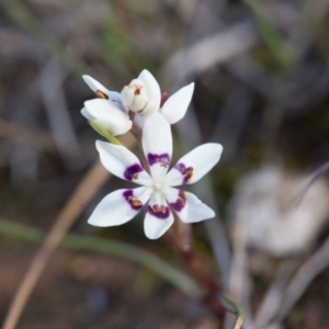 Wurmbea dioica subsp. dioica at Murrumbateman, NSW - 21 Aug 2016