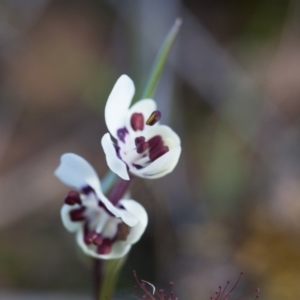 Wurmbea dioica subsp. dioica at Murrumbateman, NSW - 21 Aug 2016