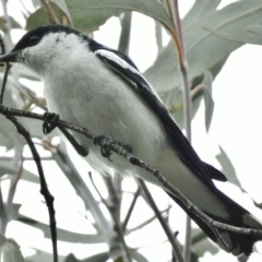 Lalage tricolor (White-winged Triller) at Tharwa, ACT - 8 Dec 2015 by JohnBundock