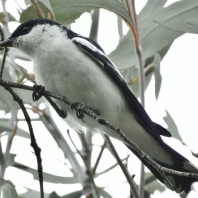 Lalage tricolor (White-winged Triller) at Tharwa, ACT - 8 Dec 2015 by JohnBundock