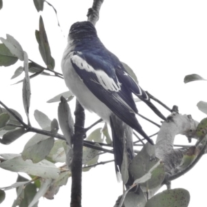 Lalage tricolor at Tharwa, ACT - 8 Dec 2015