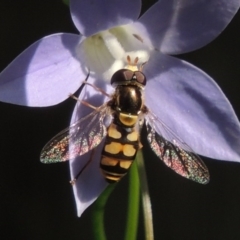 Simosyrphus grandicornis (Common hover fly) at Conder, ACT - 29 Oct 2015 by MichaelBedingfield