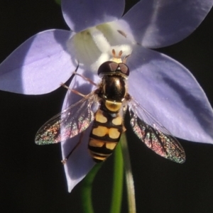 Simosyrphus grandicornis at Conder, ACT - 29 Oct 2015 04:20 PM