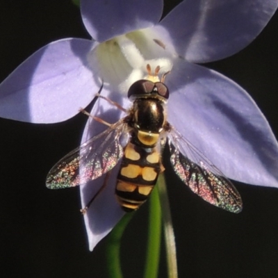 Simosyrphus grandicornis (Common hover fly) at Pollinator-friendly garden Conder - 29 Oct 2015 by michaelb