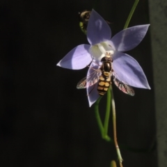 Simosyrphus grandicornis at Conder, ACT - 29 Oct 2015 04:20 PM