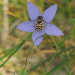 Simosyrphus grandicornis at Conder, ACT - 29 Oct 2015 04:20 PM