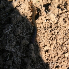 Cormocephalus aurantiipes (Orange-legged Centipede) at Ngunnawal, ACT - 19 Aug 2016 by Ryl