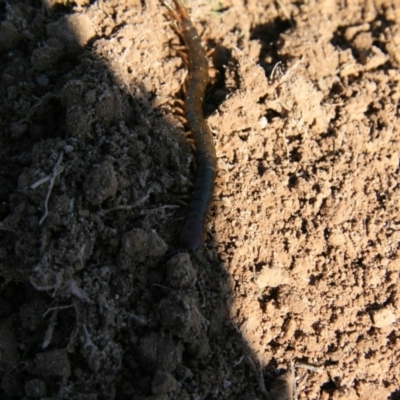 Cormocephalus aurantiipes (Orange-legged Centipede) at Ngunnawal, ACT - 19 Aug 2016 by Ryl