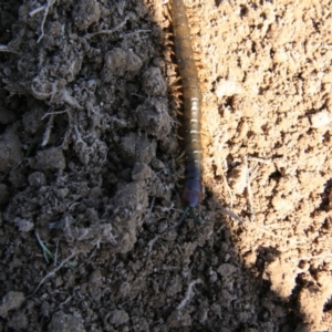 Cormocephalus aurantiipes at Ngunnawal, ACT - 19 Aug 2016