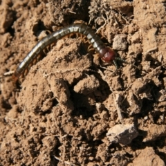 Cormocephalus aurantiipes at Ngunnawal, ACT - 19 Aug 2016