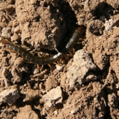 Cormocephalus aurantiipes at Ngunnawal, ACT - 19 Aug 2016