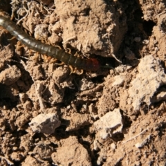 Cormocephalus aurantiipes at Ngunnawal, ACT - 19 Aug 2016