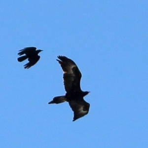 Aquila audax at Macquarie, ACT - 26 Aug 2016 11:25 AM