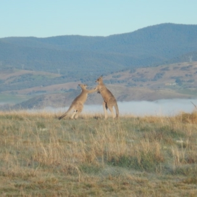 Macropus giganteus (Eastern Grey Kangaroo) at Belconnen, ACT - 26 Aug 2016 by MichaelMulvaney