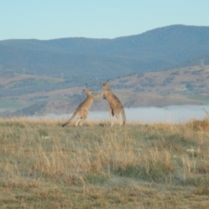 Macropus giganteus at Belconnen, ACT - 26 Aug 2016