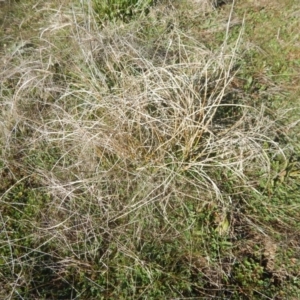 Carex bichenoviana at Molonglo Valley, ACT - 26 Aug 2016