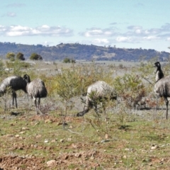 Dromaius novaehollandiae (Emu) at Lower Cotter Catchment - 26 Aug 2016 by JohnBundock