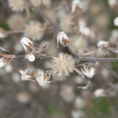 Erigeron sp. at O'Connor, ACT - 6 Jun 2016