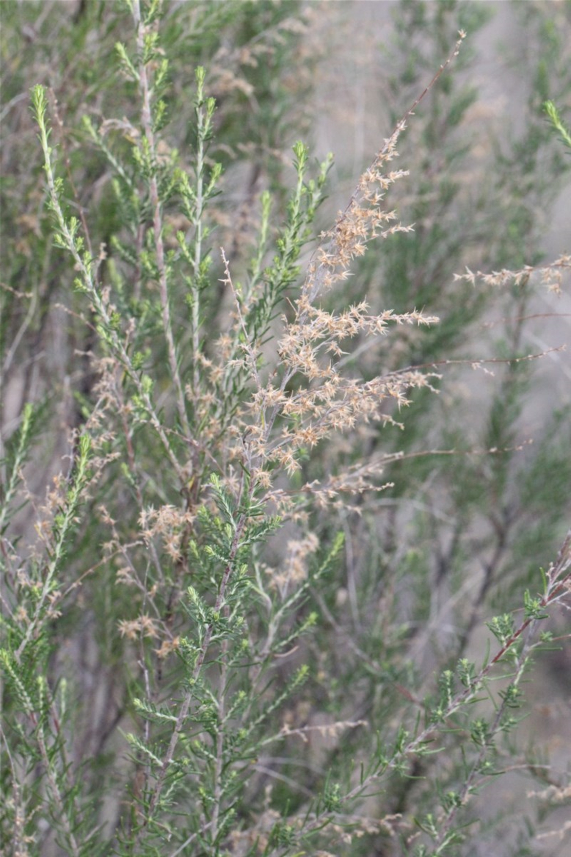 Cassinia sifton at O'Connor, ACT Canberra Nature Map