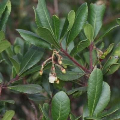 Arbutus unedo (Strawberry Tree) at Bruce Ridge - 6 Jun 2016 by PeteWoodall