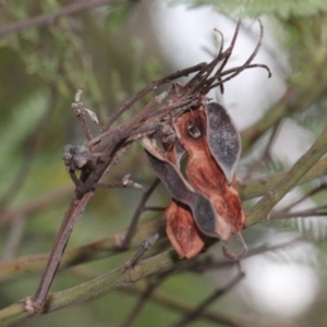 Acacia parramattensis at O'Connor, ACT - 6 Jun 2016 04:12 PM