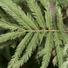 Acacia parramattensis at O'Connor, ACT - 6 Jun 2016 04:12 PM