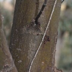 Acacia parramattensis at O'Connor, ACT - 6 Jun 2016 04:12 PM