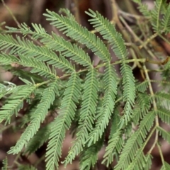 Acacia parramattensis at O'Connor, ACT - 6 Jun 2016 04:12 PM