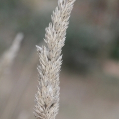 Phalaris aquatica (Phalaris, Australian Canary Grass) at Bruce Ridge - 6 Jun 2016 by PeteWoodall