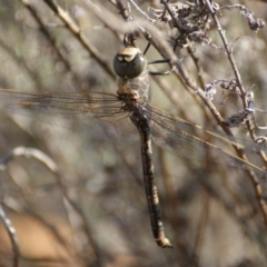 Anax papuensis (Australian Emperor) at Red Hill, ACT - 19 Aug 2016 by roymcd