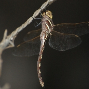 Adversaeschna brevistyla at Narrabundah, ACT - 2 Mar 2016