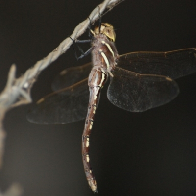 Adversaeschna brevistyla (Blue-spotted Hawker) at Narrabundah, ACT - 1 Mar 2016 by roymcd