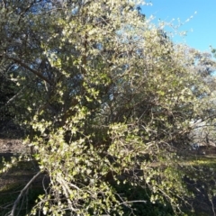 Lonicera fragrantissima (Winter Honeysuckle) at Jerrabomberra, ACT - 27 Aug 2016 by Mike