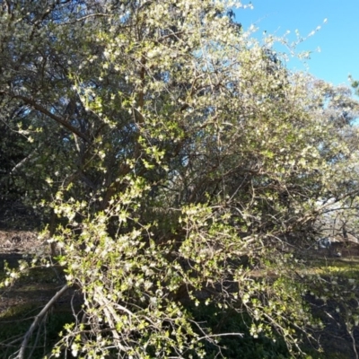 Lonicera fragrantissima (Winter Honeysuckle) at Isaacs Ridge - 27 Aug 2016 by Mike