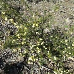 Acacia ulicifolia (Prickly Moses) at Jerrabomberra, ACT - 27 Aug 2016 by Mike