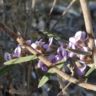 Hovea heterophylla (Common Hovea) at Isaacs Ridge - 27 Aug 2016 by Mike