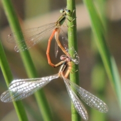 Ischnura aurora (Aurora Bluetail) at Tennent, ACT - 19 Nov 2015 by michaelb