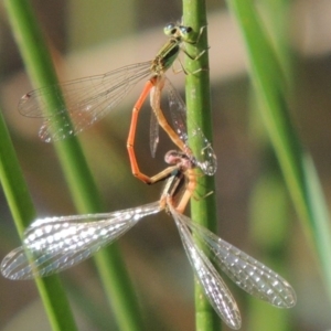 Ischnura aurora at Tennent, ACT - 19 Nov 2015