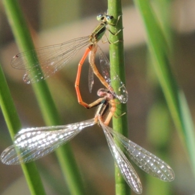 Ischnura aurora (Aurora Bluetail) at Namadgi National Park - 19 Nov 2015 by michaelb